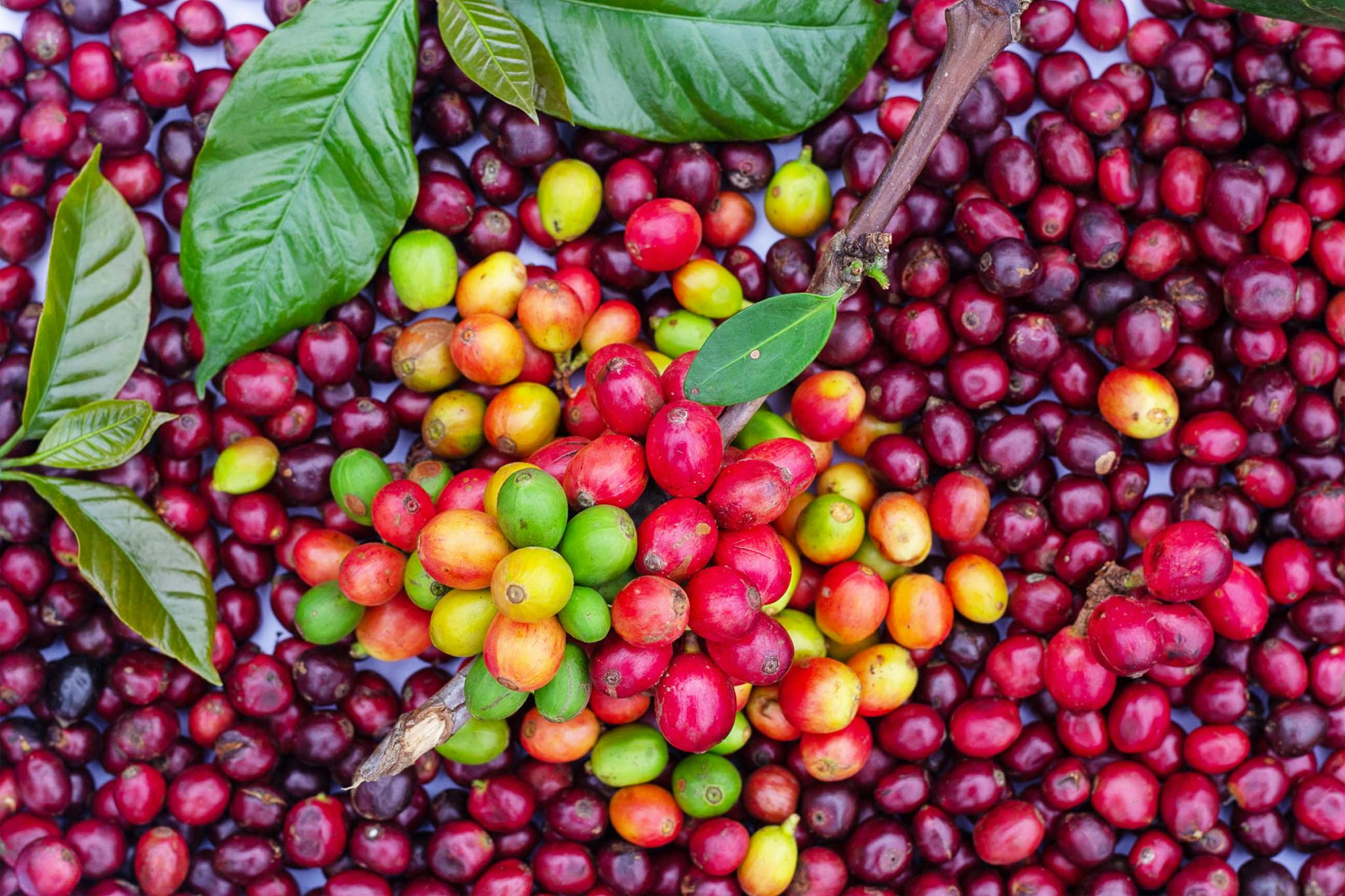 A vivid close-up of ripe coffee cherries with fresh leaves, showcasing nature's colorful bounty.