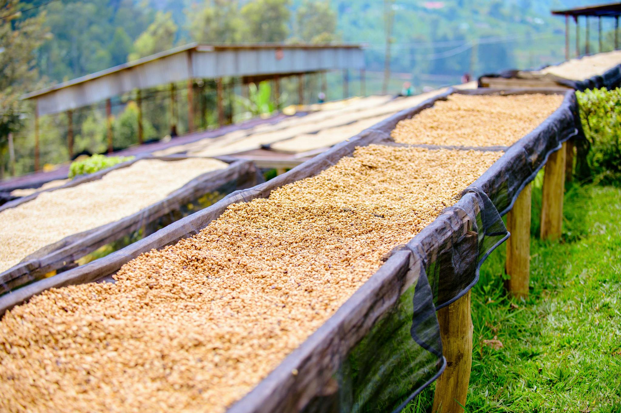 Close-up of coffee beans drying in the sun on outdoor racks at a rural farm.