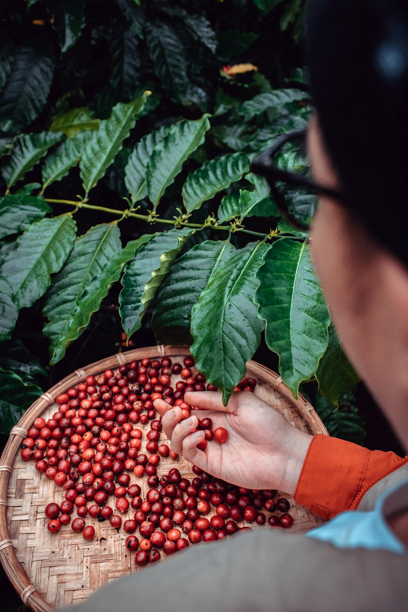 Close-up of hand holding ripe coffee cherries in a basket, surrounded by green leaves.